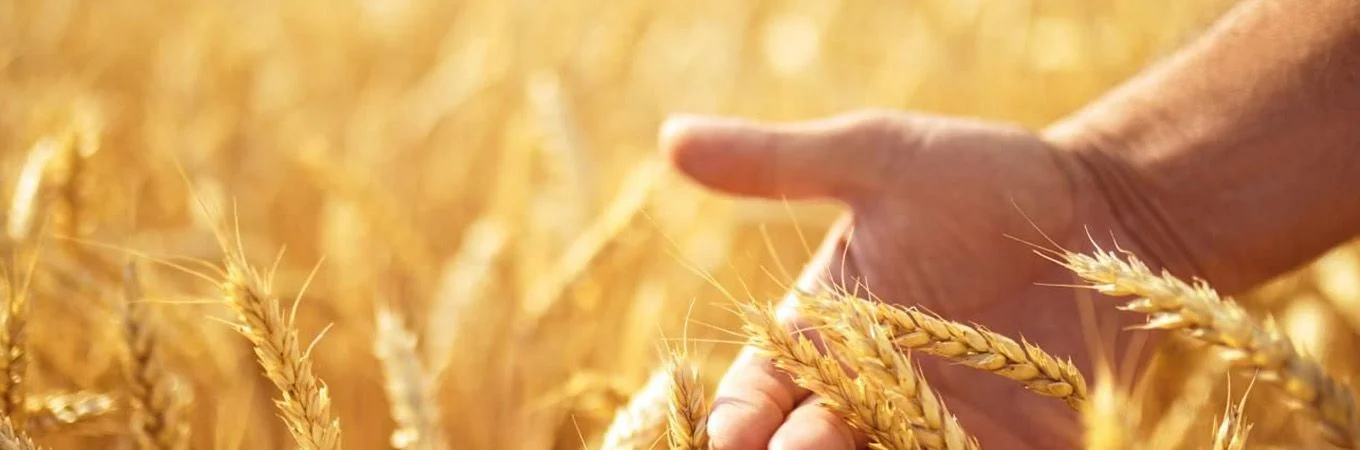 Una mano toca suavemente el trigo dorado en un campo iluminado por el sol, simbolizando la cosecha y la agricultura