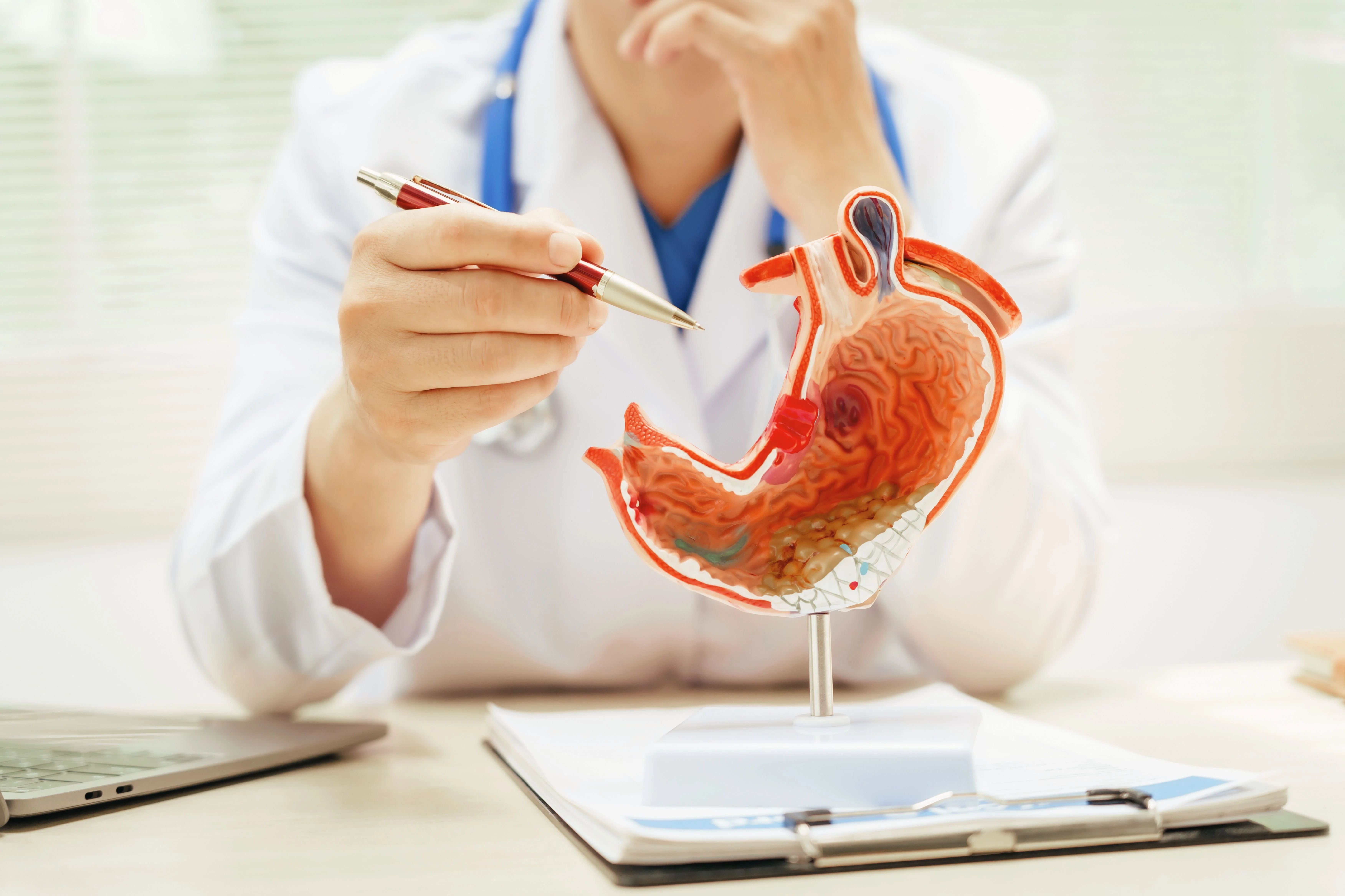 A medical professional in a white coat holds a pen while pointing at a detailed stomach model on a desk